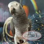 Timneh African Grey