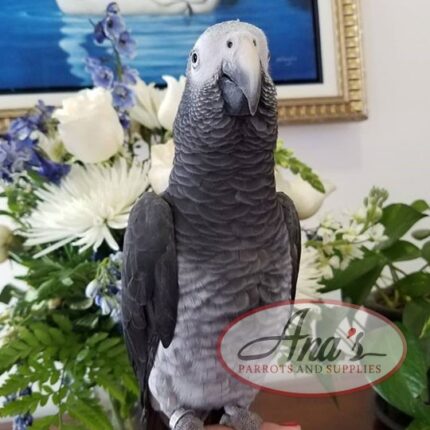 Timneh African Grey