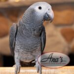 Timneh African Grey Baby