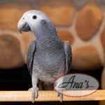 Timneh African Grey Baby