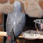 Timneh African Grey Baby