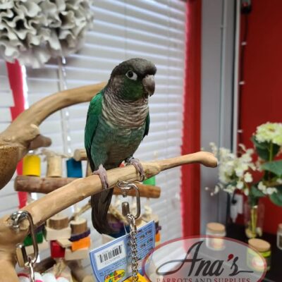 Turquoise Green-Cheeked Conure