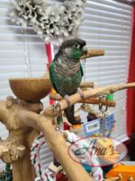 Turquoise Green-Cheeked Conure