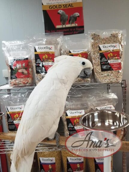 Umbrella Cockatoo