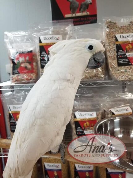 Umbrella Cockatoo