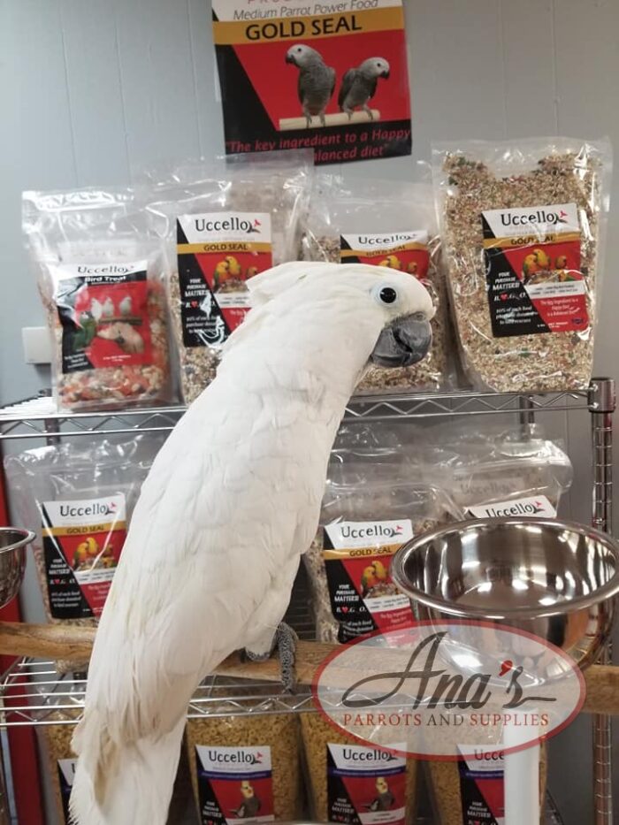 Umbrella Cockatoo