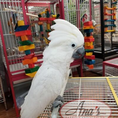 Umbrella Cockatoo Baby