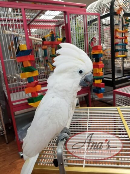 Umbrella Cockatoo Baby