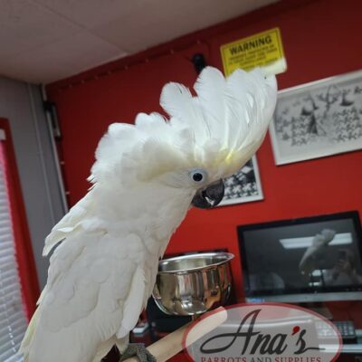 Umbrella Cockatoo Baby