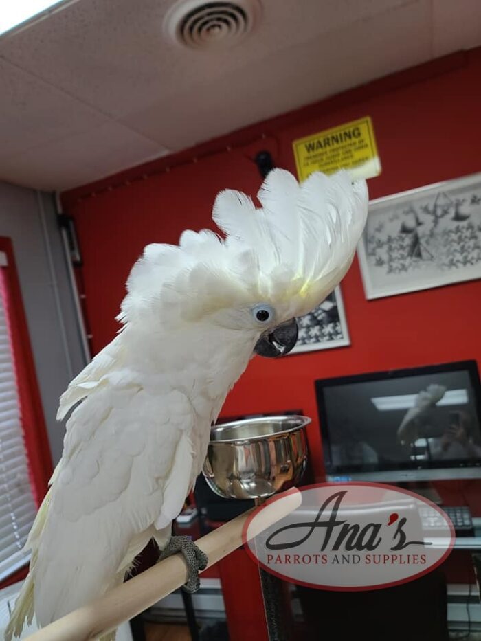 Umbrella Cockatoo Baby