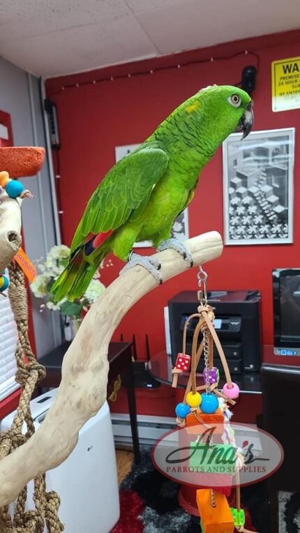 Yellow Naped Amazon